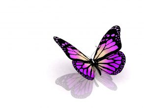 BUTTERFLY 0001